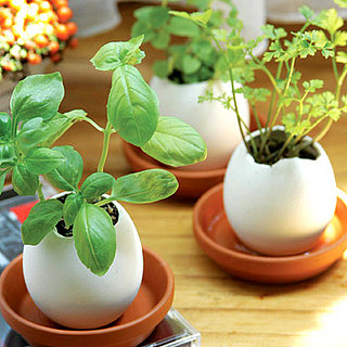 Garden Therapy:  Egglings