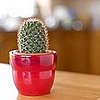 Room Therapy:  Low-Maintenance House Plants?