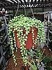 Garden Therapy: Growing a String of Pearls