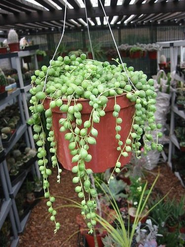 Garden Therapy: Growing a String of Pearls