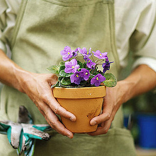 Casa Quickie: Steer Your Plants Clear of Heat