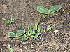Garden Therapy: Seedling Surprises