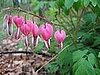 Name This Flower