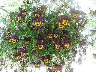 Name This Flower