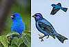 Inspired: The Indigo Bunting