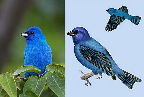 Inspired: The Indigo Bunting