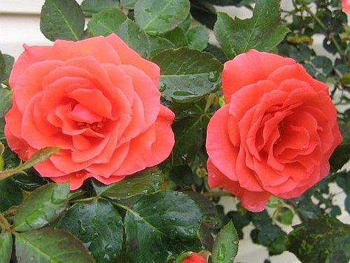 Su Casa: The Bloom's on These Roses
