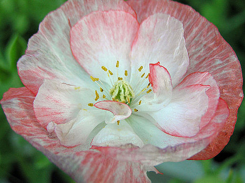 Su Casa: Poppy Culture