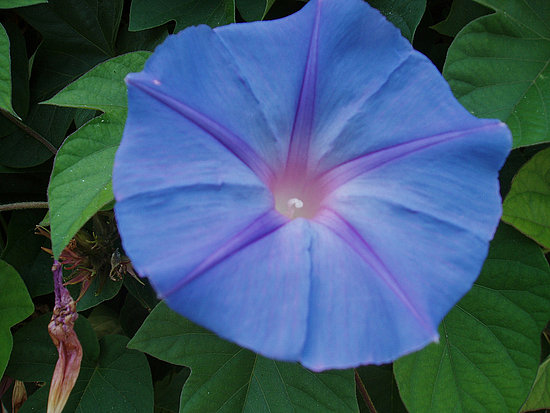 Name This Flower