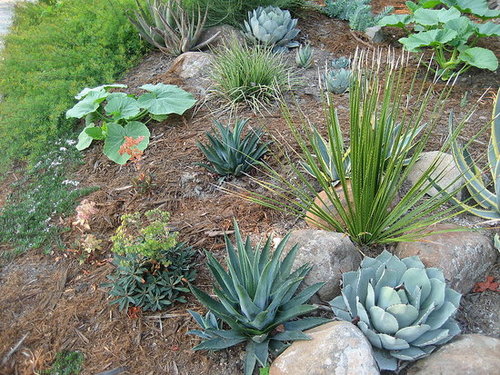 Cool Idea: Drought-Resistant Landscaping With a Twist