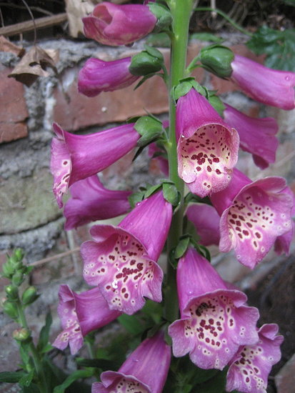 Name This Flower