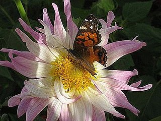 Su Casa: A Bounty of Dahlias