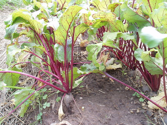 Name This Plant