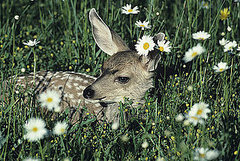 Primer: Plants That Deer Don't Like