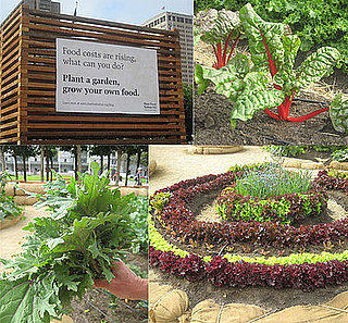 Harvesting SF's Victory Garden