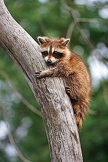 How-To: Keep Raccoons Away From Your Home