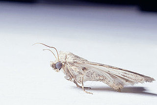 How-To:  Get Rid of Moths in Your Kitchen