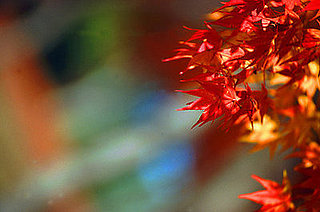 Do You Decorate With Autumn Leaves?