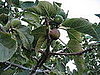 Name This Fruit
