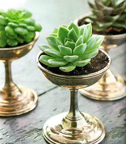 Would You Use Succulents as a Centerpiece?