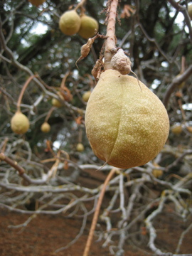 Name This Tree Name This Tree