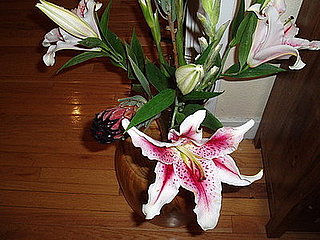 Name This Flower 