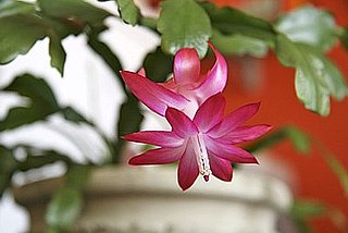 Name This Flower