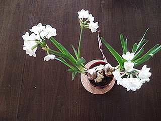 Casa Quickie: Extend Your Forced Bulb Blooms