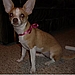 Say a little prayer for Belle!