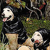 Montcler Shows Off Shiny Jackets With Help From a Few Dogs 