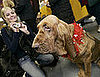 PetSugar Weekly Recap 2009-02-07 03:00:19