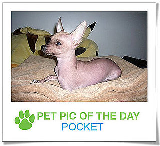 Pet Pics on PetSugar 2009-02-06 09:30:37