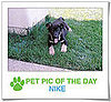 Pet Pics on PetSugar 2009-02-12 11:00:12