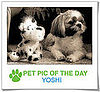 Pet Pics on PetSugar 2009-02-10 07:00:22