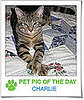 Pet Pics on PetSugar 2009-02-11 08:00:17