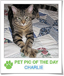 Pet Pics on PetSugar 2009-02-11 08:00:17