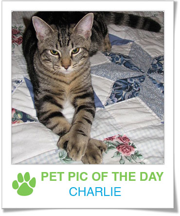 Pet Pics on PetSugar 2009-02-11 08:00:17