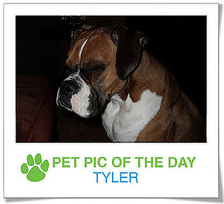 Pet pics on PetSugar 2009-02-13 09:30:27