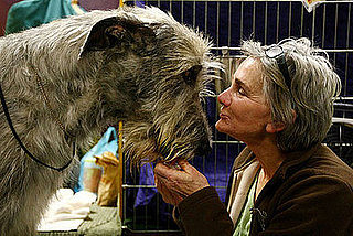Sugar Shout Out: Highlights From the Westminster Kennel Club