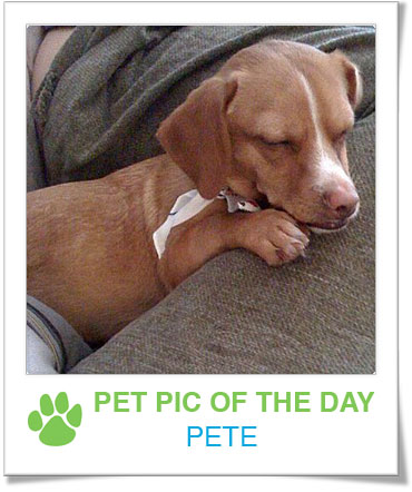 Pet Pics on PetSugar 2009-02-23 07:15:16