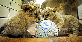 Sugar Shout Out: Up Close and Personal with 2 Little Lions