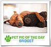 Pet Pics on PetSugar 2009-02-19 09:30:27