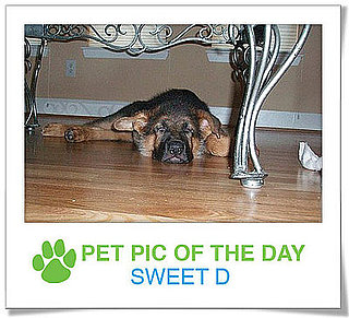 Pet Pics on PetSugar 2009-02-26 09:30:50
