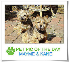Pet pics on PetSugar 2009-03-09 09:30:43 Pet pics on PetSugar 2009-03-09 09:30:43