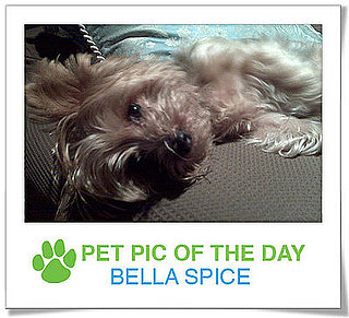 Pet pics on PetSugar 2009-03-06 09:30:55