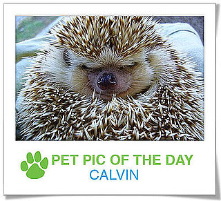 Pet Pics on PetSugar 2009-03-04 09:30:03