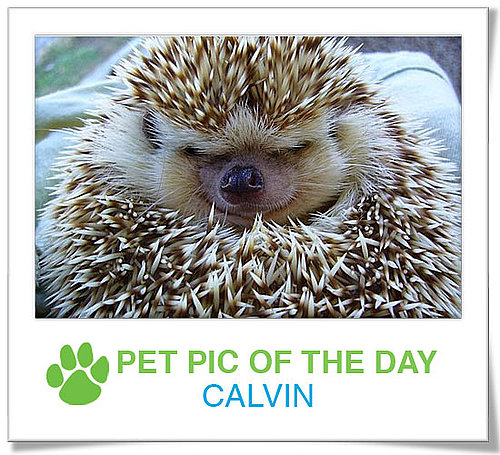 Pet Pics on PetSugar 2009-03-04 09:30:03