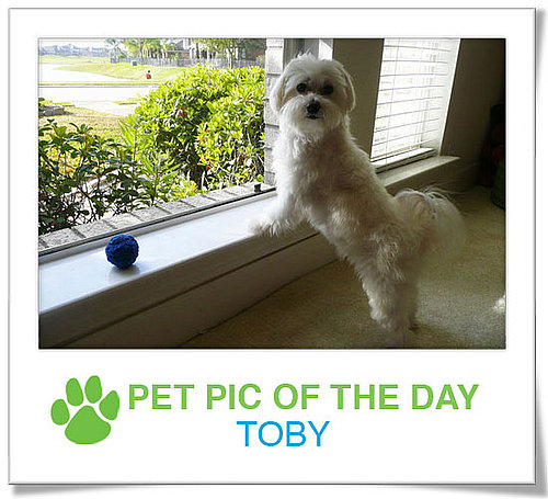 Pet Pics on PetSugar 2009-03-12 09:30:39