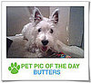 Pet Pics on PetSugar 2009-03-13 09:30:18