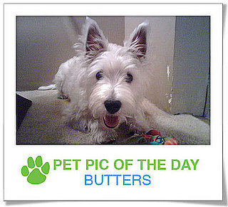 Pet Pics on PetSugar 2009-03-13 09:30:18